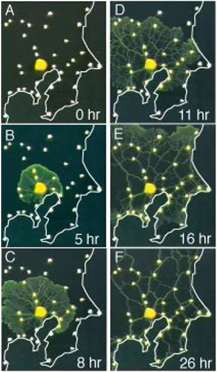 粘菌の都市間ネットワーク作成実験